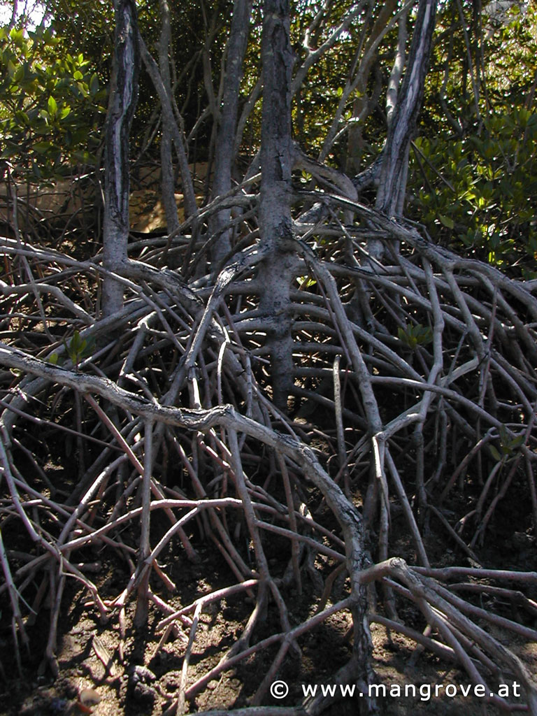 Rhizophora stylosa roots